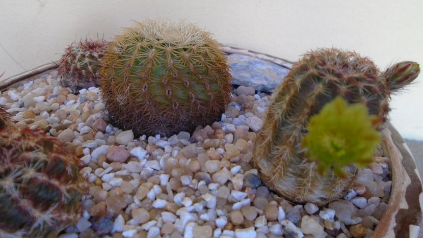 Echinocereus viridiflorus - Cactusi 2021