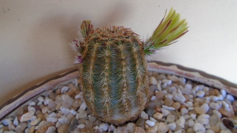 Echinocereus viridiflorus - Cactusi 2021