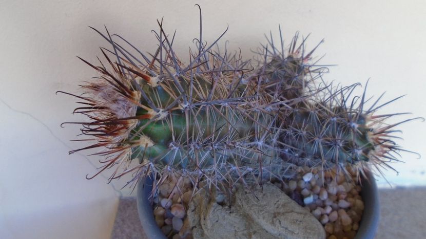 Austrocactus patagonicus (Austrocactus bertinii) (-20 C), boboci - Cactusi 2021