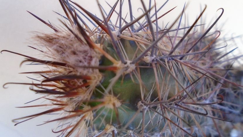 Austrocactus patagonicus (Austrocactus bertinii) (-20 C), boboci - Cactusi 2021