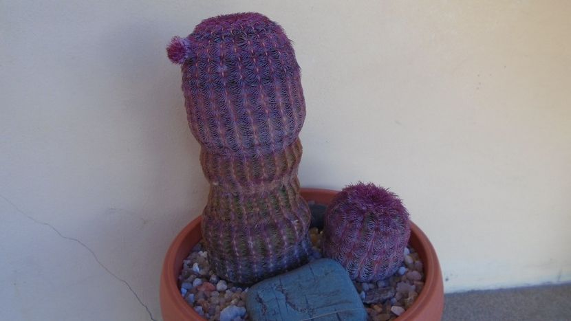 Echinocereus rigidissimus v. rubrispinus - Cactusi 2021