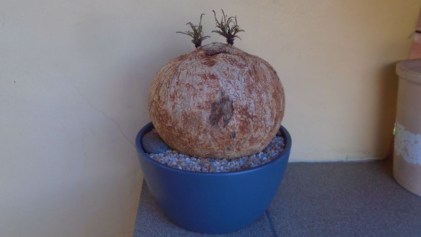 Ipomoea bolusiana - Caudiciforme - pachycaule si bulboase 2021