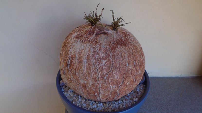 Ipomoea bolusiana - Caudiciforme - pachycaule si bulboase 2021