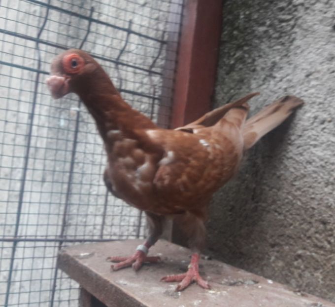 Pui 2021 - Carunculați 2021