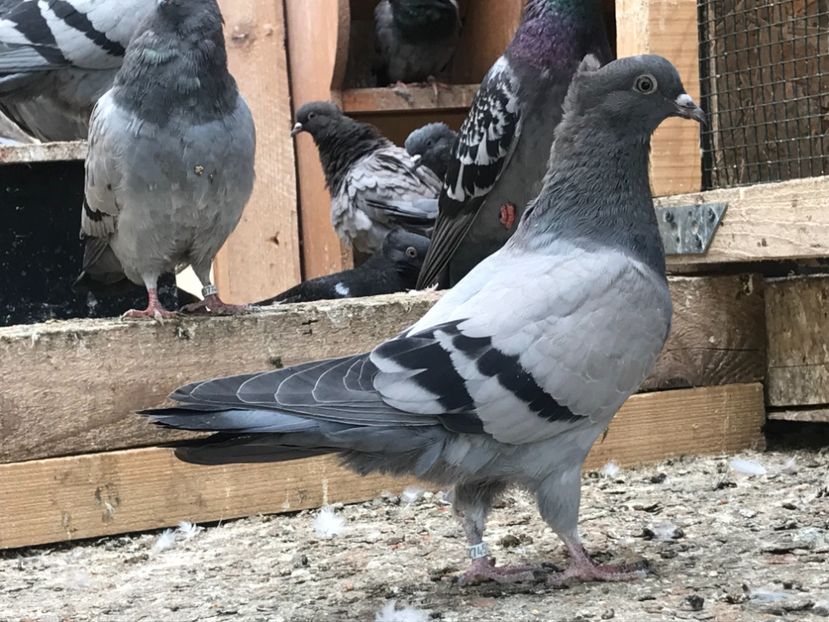 FDA2950A-C158-42AD-BF55-2120BB0227EC - Pui Zburator Beograd