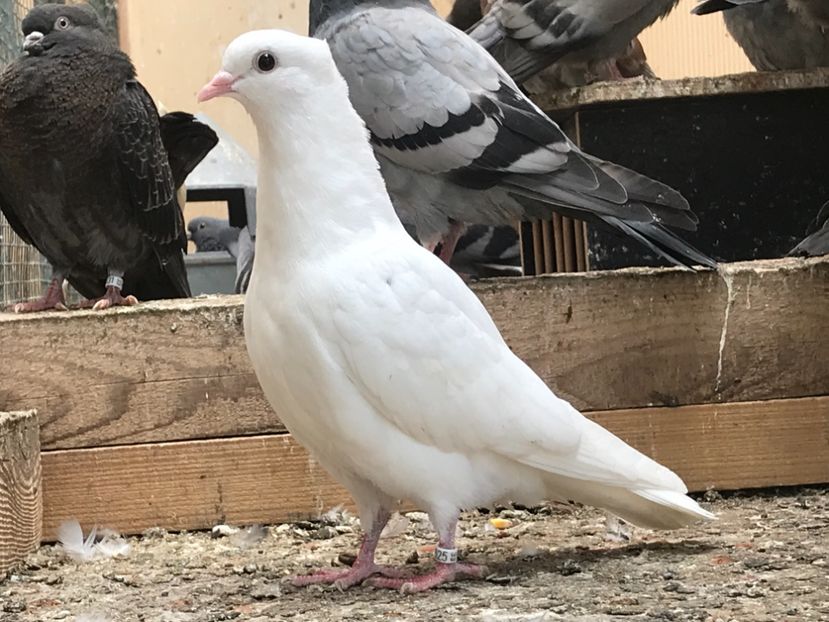 EF63AFD6-1F3A-499F-9EAC-9BFF3AE6FD47 - Pui Zburator Beograd