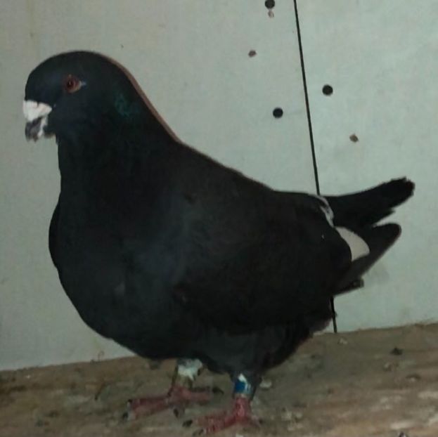 7B12A829-DDCA-4D91-A1BB-93CD535F0BE6 - Femele pentru 2021