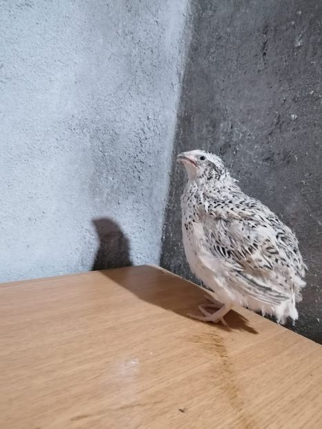 IMG-20210517-WA0022 - Prepelite