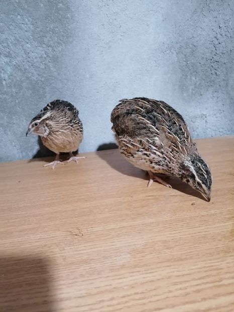 IMG-20210517-WA0009 - Prepelite