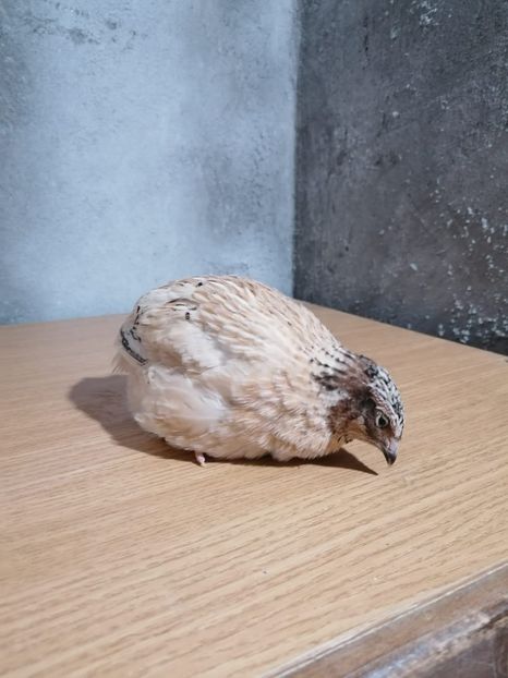 IMG-20210517-WA0024 - Prepelite