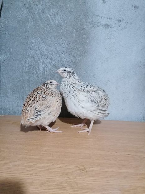 IMG-20210517-WA0019 - Prepelite