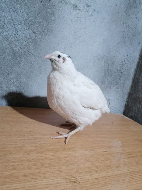 IMG-20210517-WA0027 - Prepelite