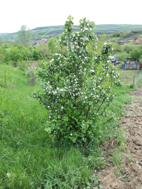 186522372_526886215145282_3232830245394445377_n (1) - primavara 2021