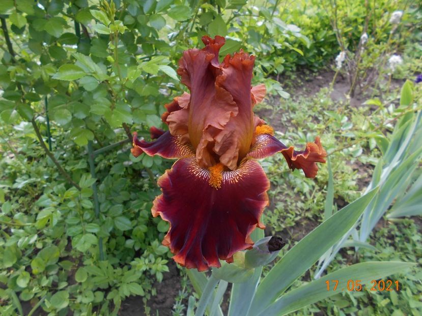 Copatonic - 02 Irisi 2021