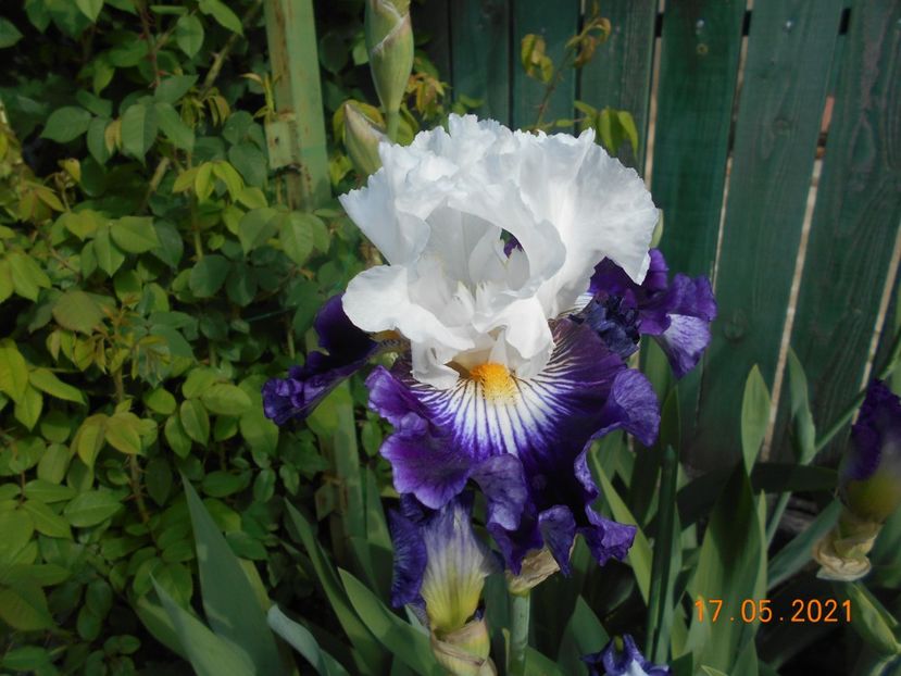 Dancing Star - 02 Irisi 2021