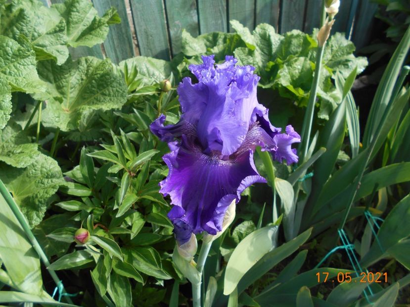 Wicked Woman - 02 Irisi 2021