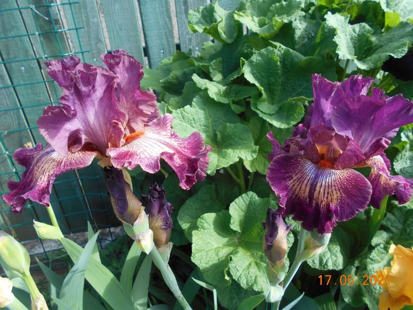 Indiscret - 02 Irisi 2021