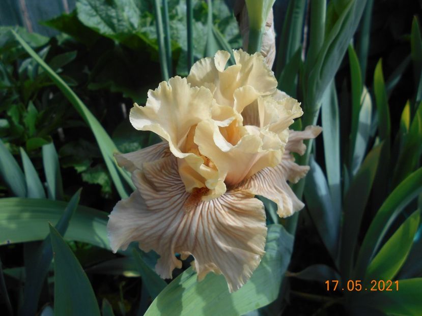 Just Crazy - 02 Irisi 2021