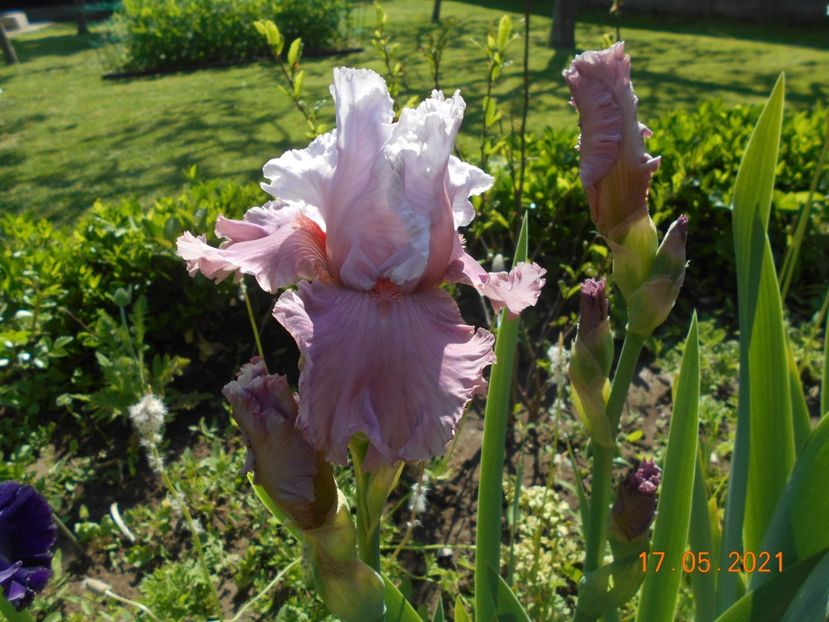 I m Dreaming - 02 Irisi 2021