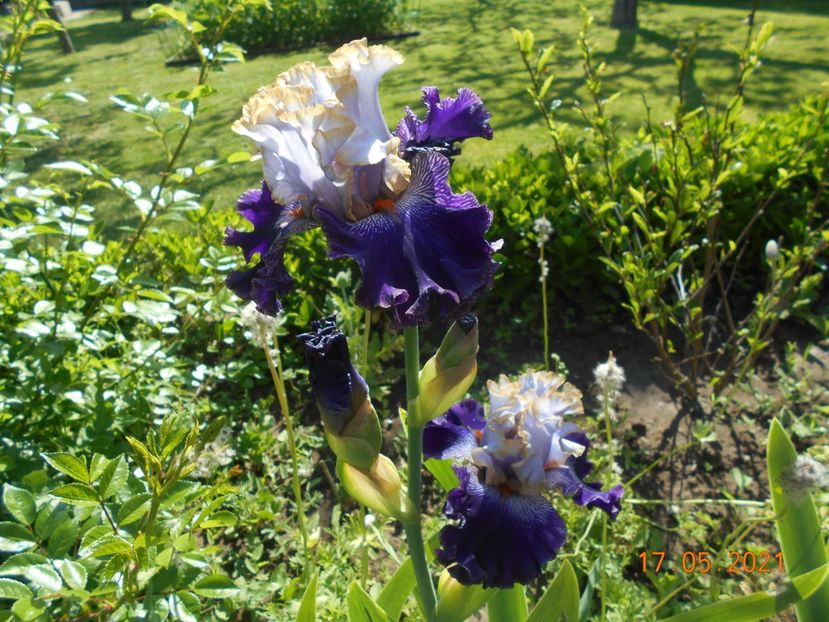 Bratislavan Prince - 02 Irisi 2021