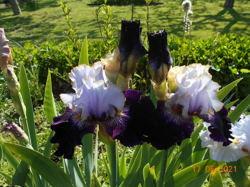 Julisz Slovacki - 02 Irisi 2021