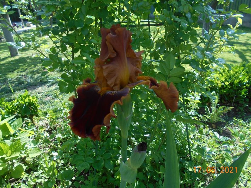 Copatonic - 02 Irisi 2021