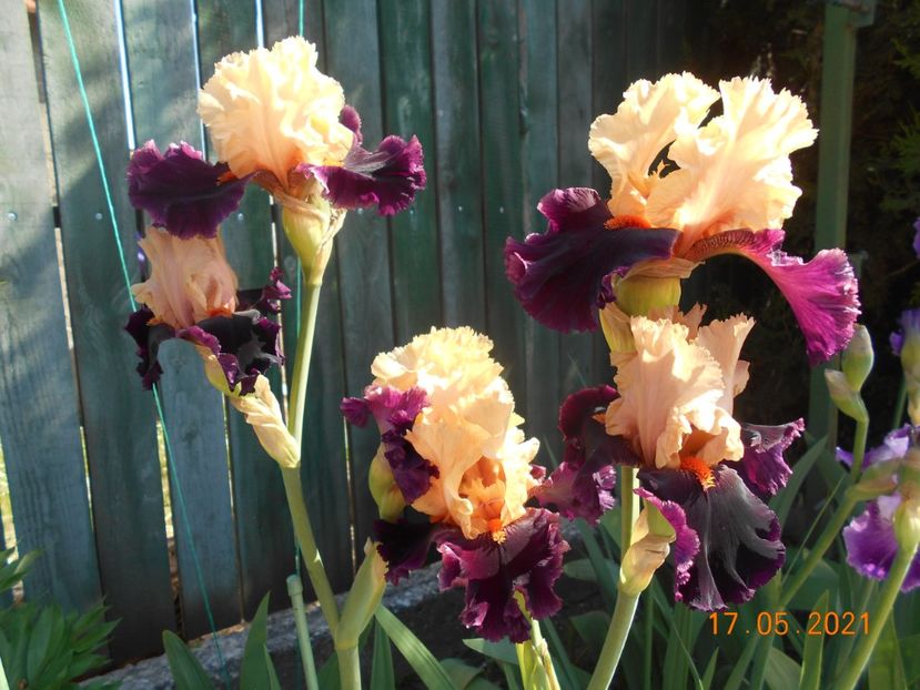 Ocelot - 02 Irisi 2021