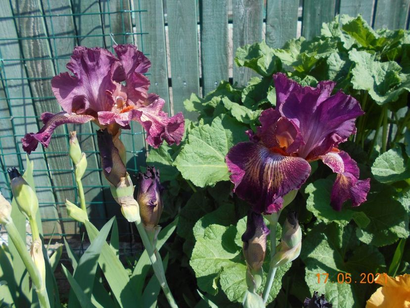 Indiscret - 02 Irisi 2021