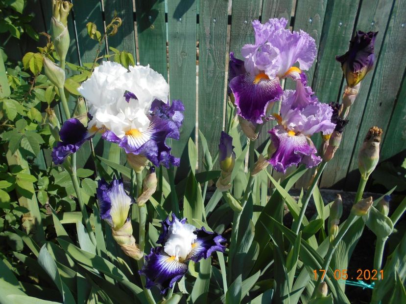 Dancing Star si Arabela - 02 Irisi 2021