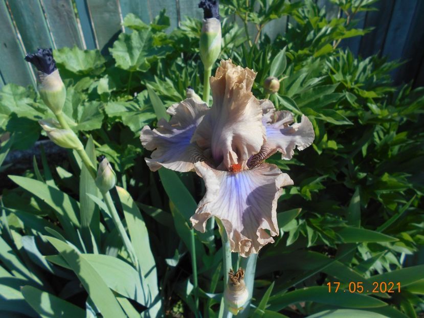 Coffe Trade - 02 Irisi 2021