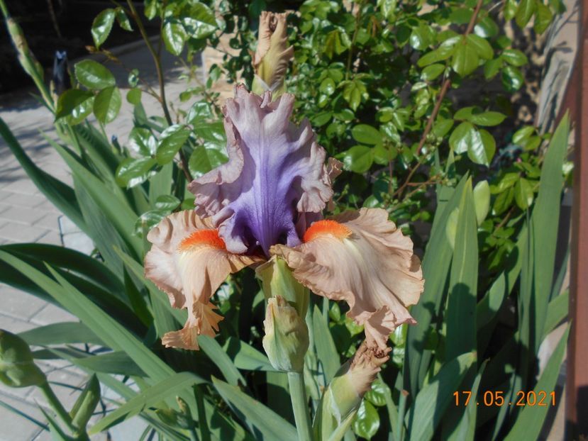 Tempesto - 02 Irisi 2021