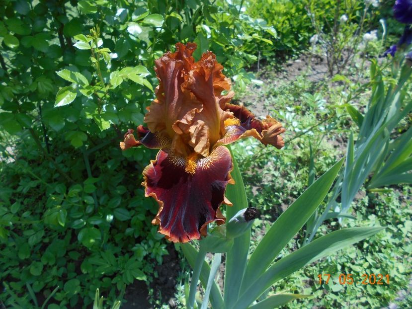 Copatonic - 02 Irisi 2021