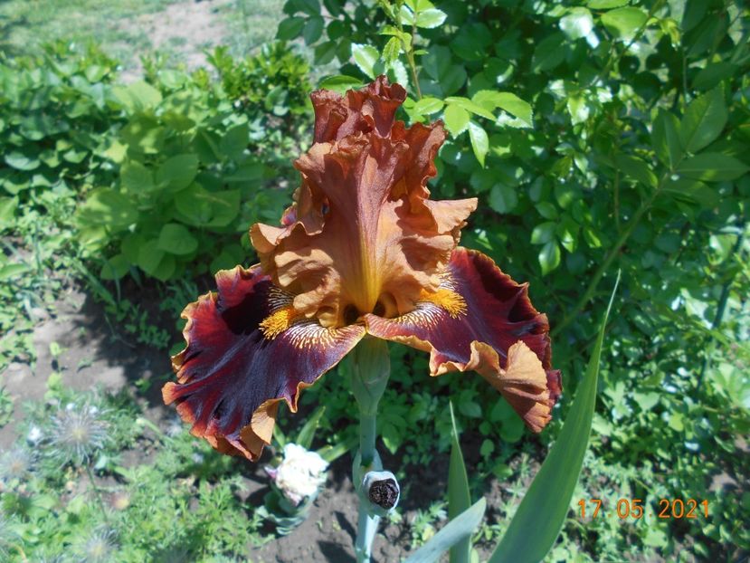 Copatonic - 02 Irisi 2021