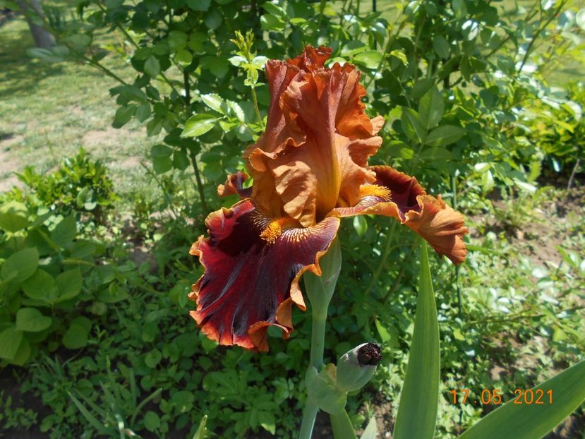 Copatonic - 02 Irisi 2021