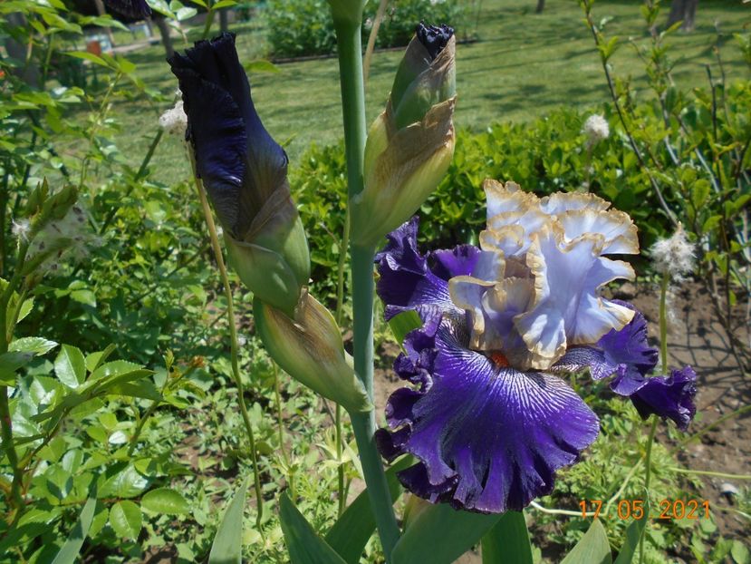 Bratislavan Prince - 02 Irisi 2021