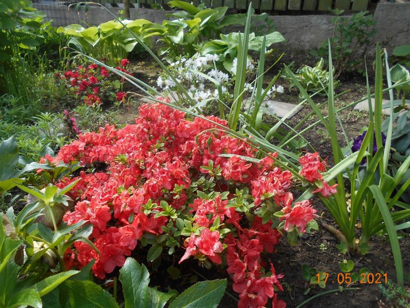  - 02 Azalee-rhododendroni-heleborusi-hortensii-hoste 2021