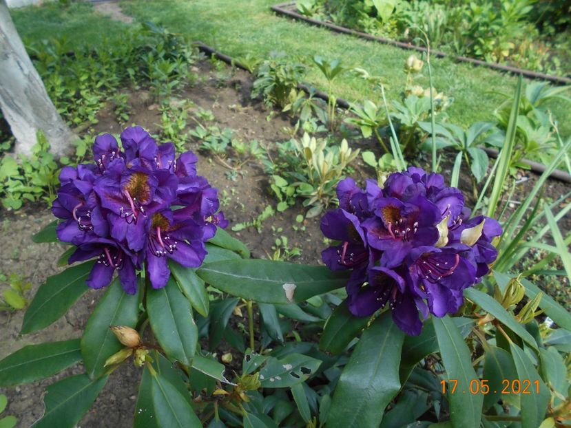  - 02 Azalee-rhododendroni-heleborusi-hortensii-hoste 2021