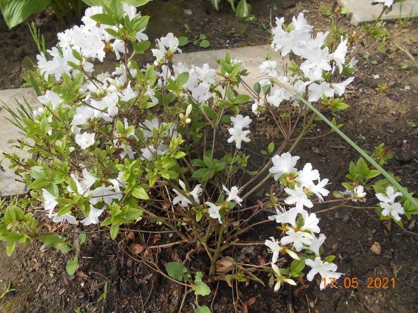  - 02 Azalee-rhododendroni-heleborusi-hortensii-hoste 2021