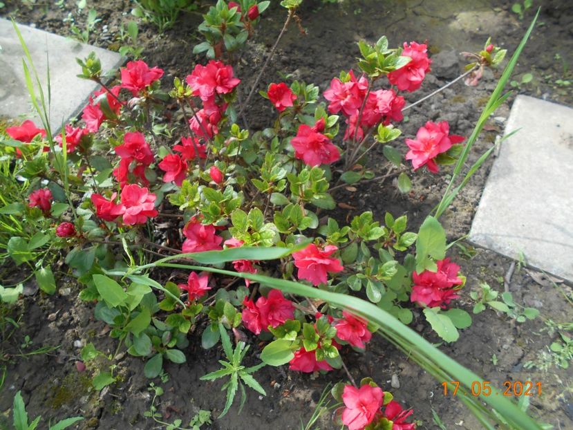  - 02 Azalee-rhododendroni-heleborusi-hortensii-hoste 2021