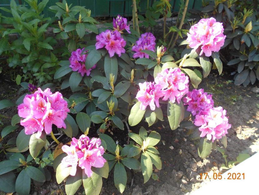  - 02 Azalee-rhododendroni-heleborusi-hortensii-hoste 2021