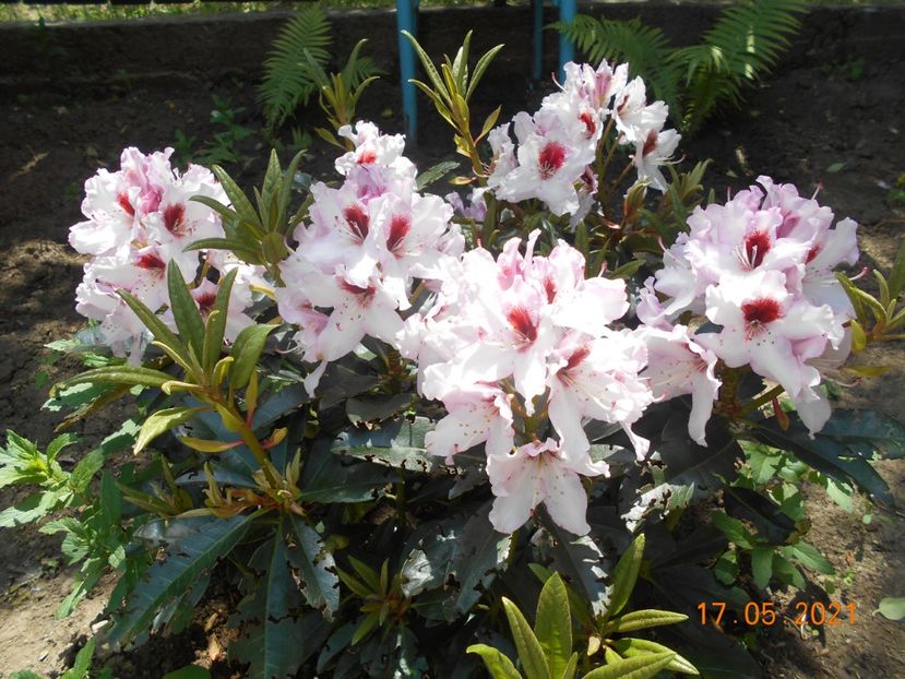  - 02 Azalee-rhododendroni-heleborusi-hortensii-hoste 2021