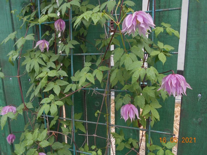  - 02 Clematite 2021