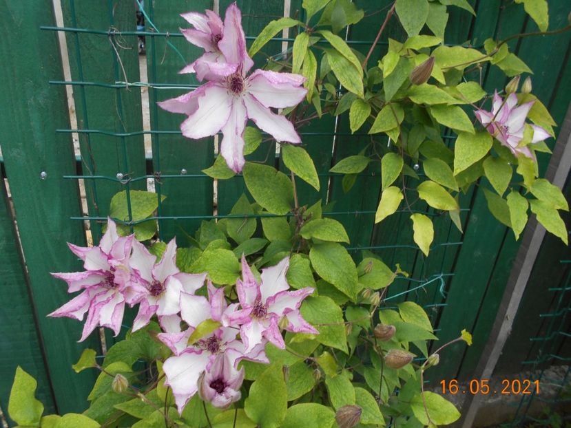  - 02 Clematite 2021
