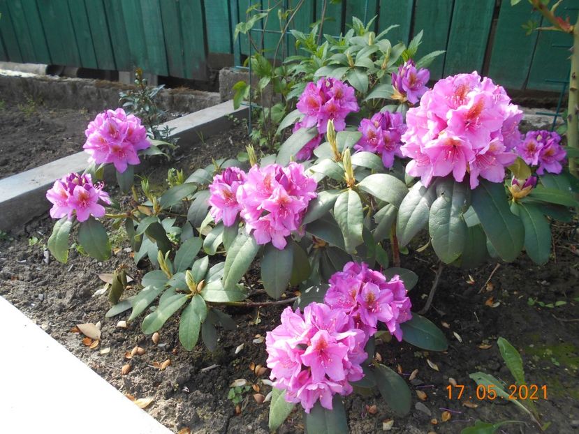  - 02 Azalee-rhododendroni-heleborusi-hortensii-hoste 2021