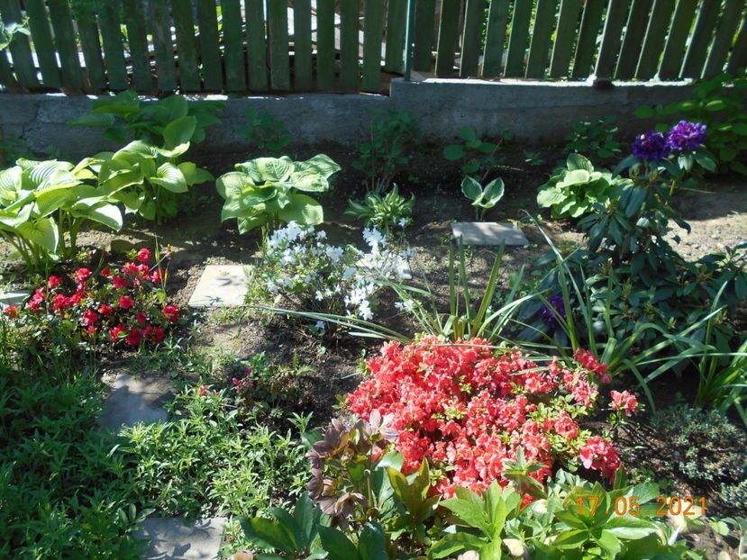  - 02 Azalee-rhododendroni-heleborusi-hortensii-hoste 2021
