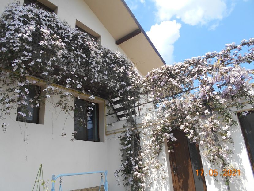  - 02 Clematite 2021
