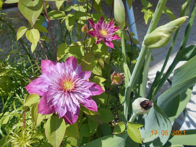  - 02 Clematite 2021