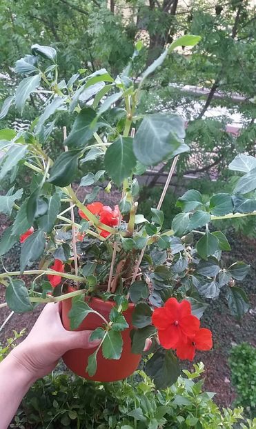  - Linişte şi flori