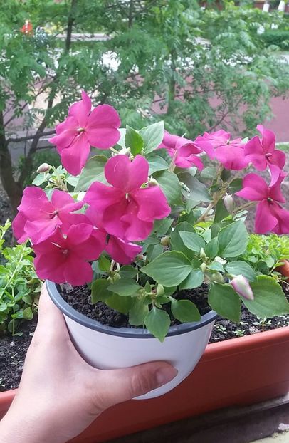  - Linişte şi flori