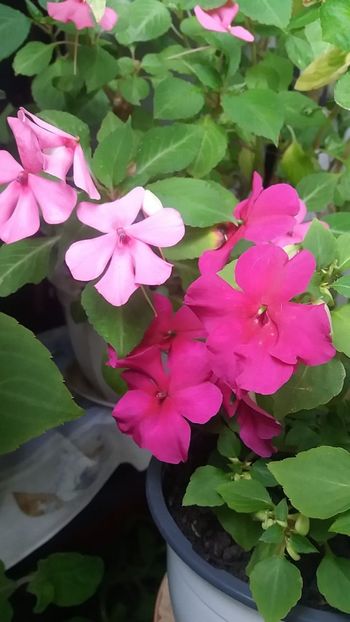  - Linişte şi flori